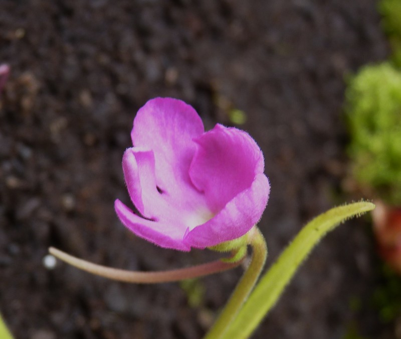 Pinguicula moctezumae