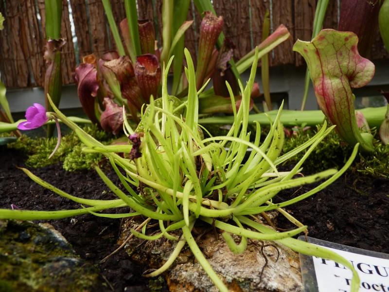 Pinguicula moctezumae photo 4