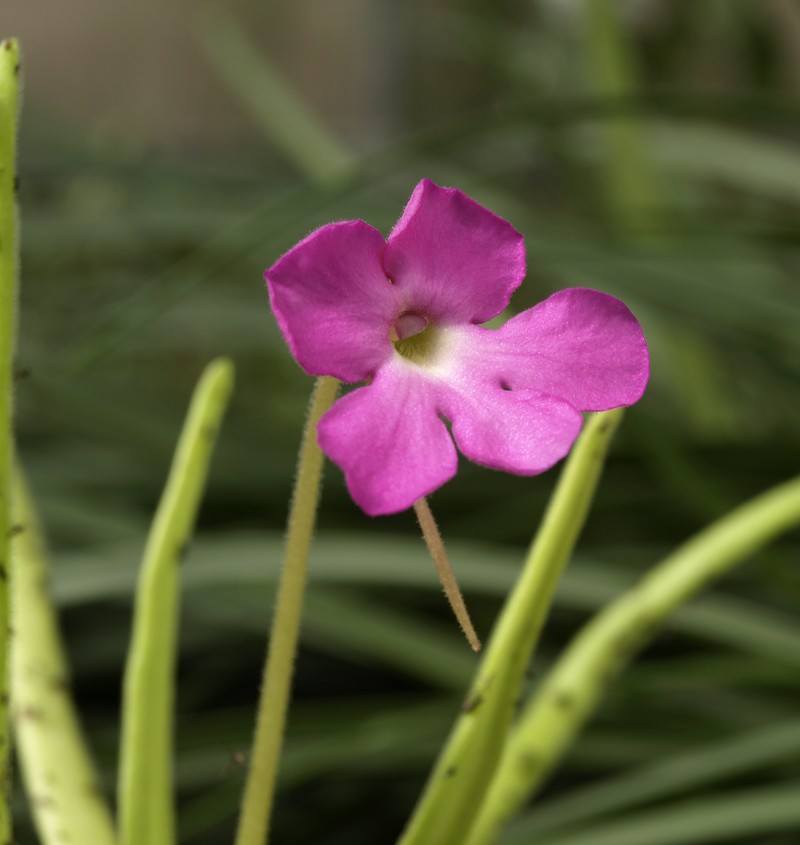 Pinguicula moctezumae photo 5