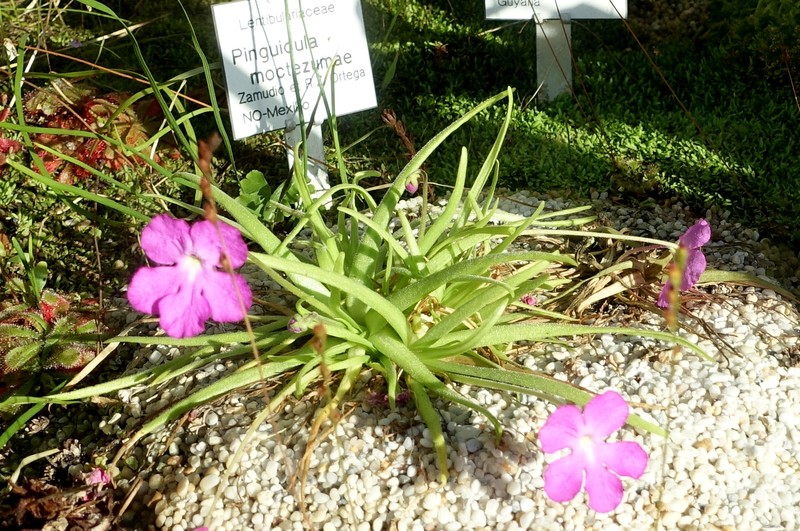 Pinguicula moctezumae photo 6