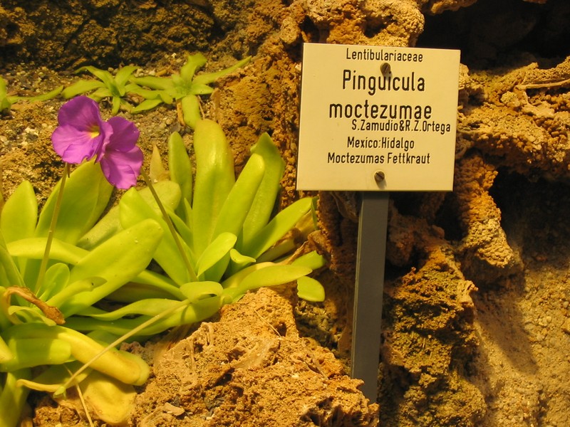 Pinguicula moctezumae photo 7