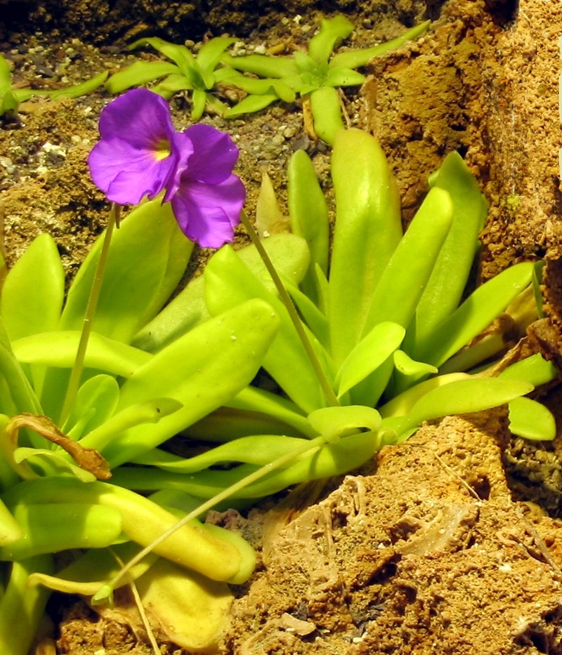 Pinguicula moctezumae photo 8