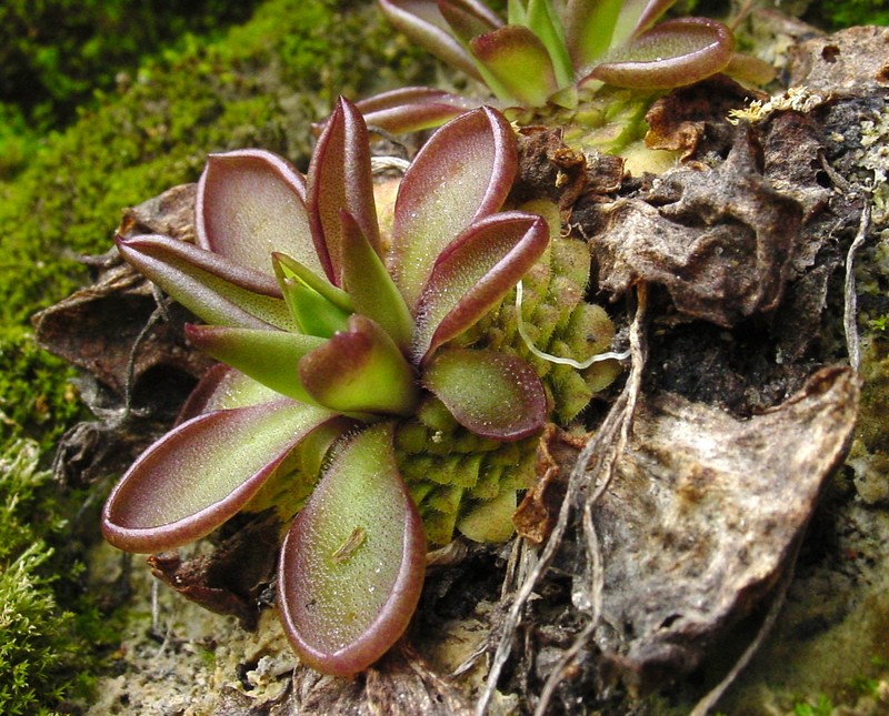 Pinguicula moranensis photo 2