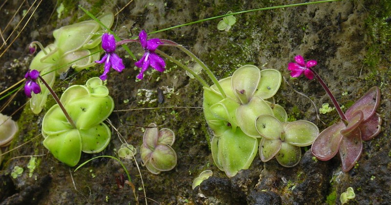 Pinguicula moranensis photo 3