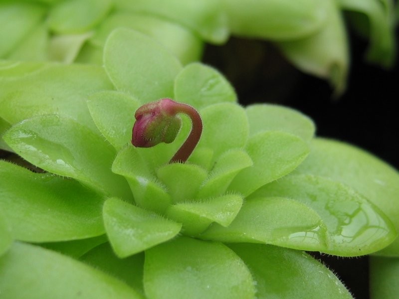 Pinguicula moranensis photo 4