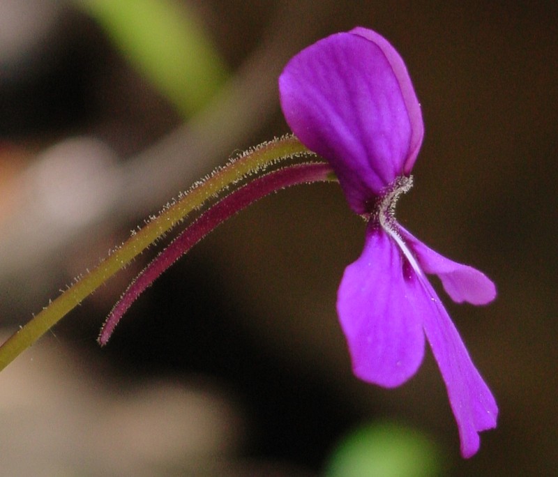 Pinguicula moranensis photo 5