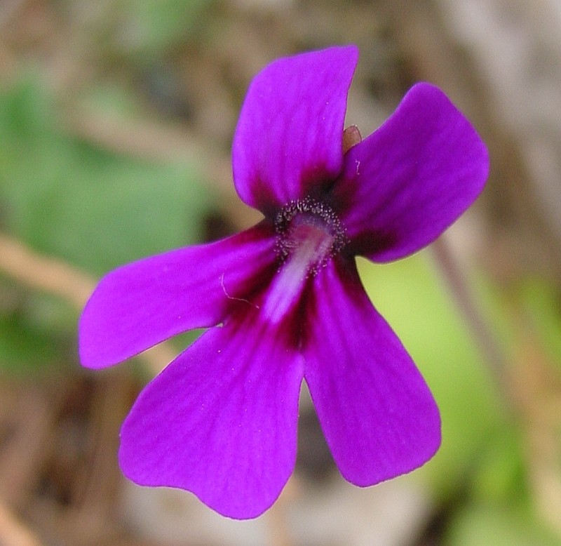 Pinguicula moranensis photo 6