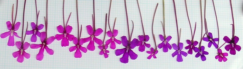 Pinguicula moranensis photo 7