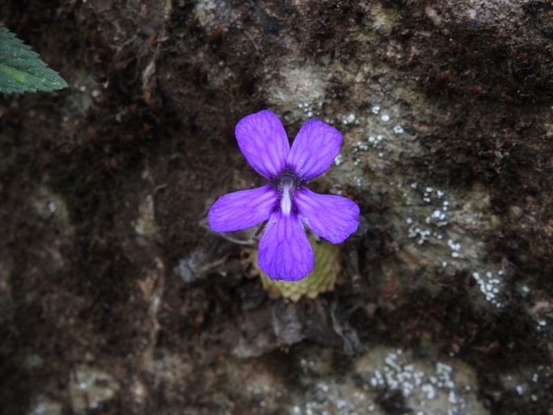 Pinguicula moranensis var. moranensis