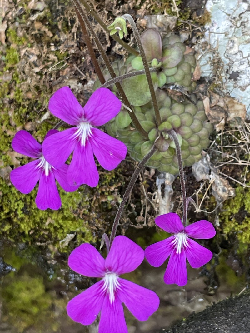 Pinguicula moranensis var. moranensis photo 2