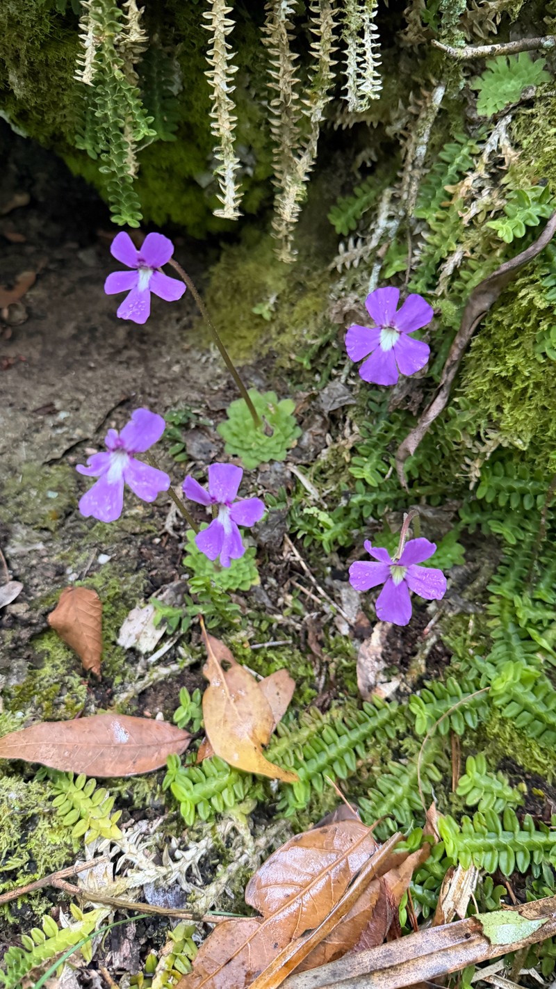 Pinguicula moranensis var. moranensis photo 3