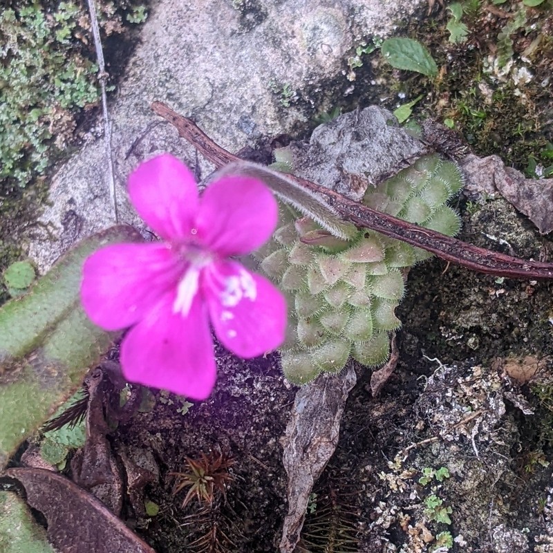 Pinguicula moranensis var. moranensis photo 4