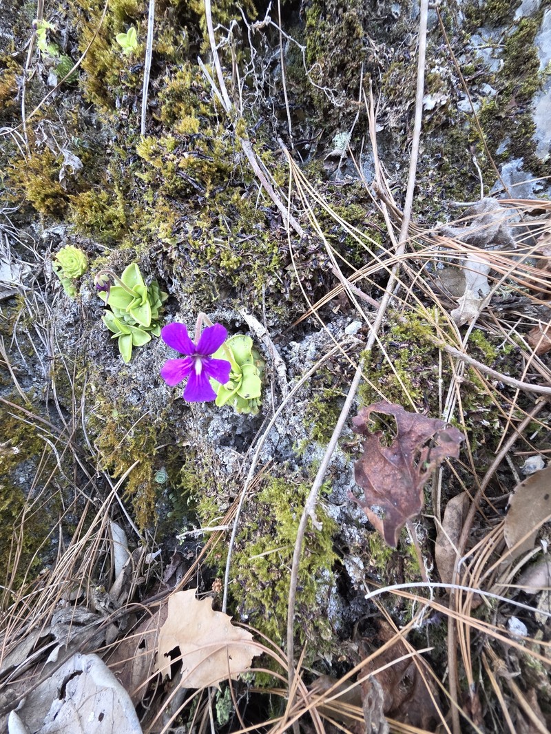 Pinguicula moranensis var. neovolcanica