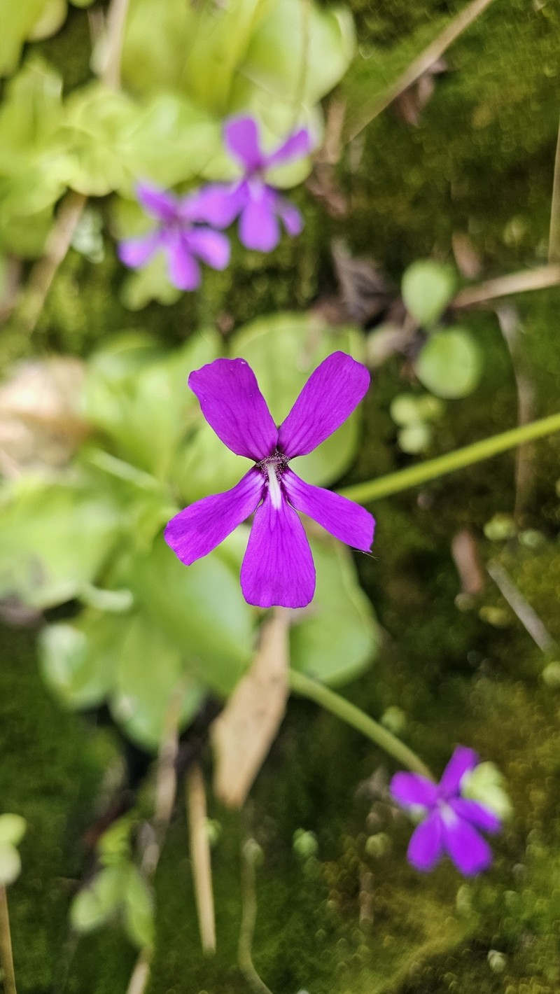 Pinguicula moranensis var. neovolcanica photo 2