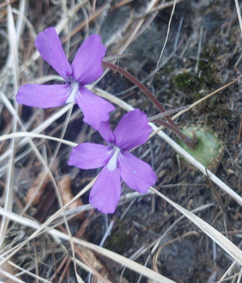 Pinguicula moranensis var. neovolcanica photo 3