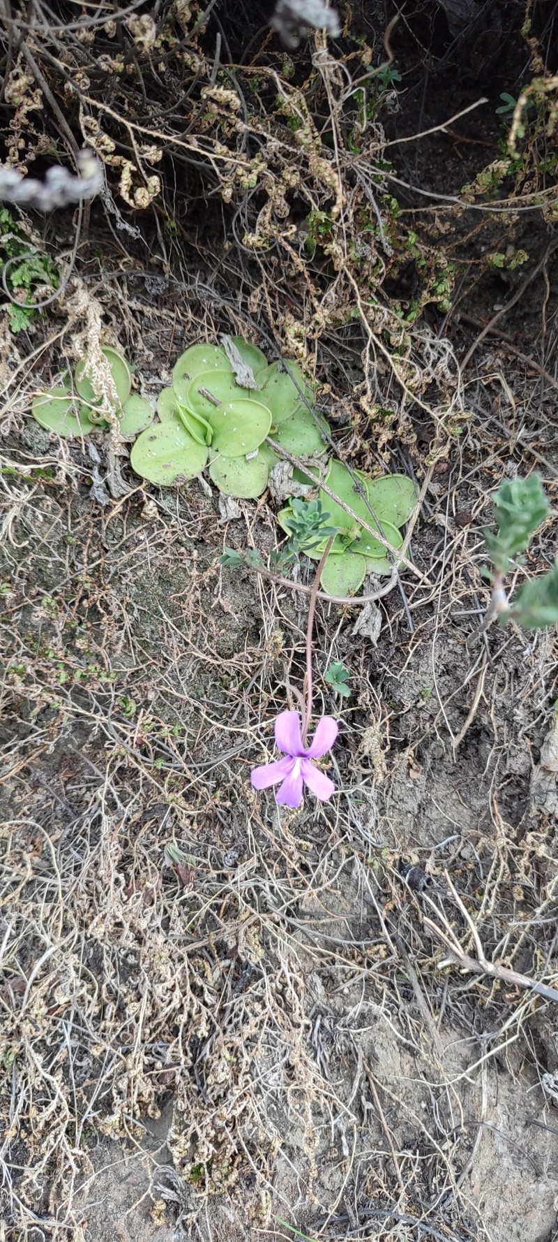 Pinguicula moranensis var. neovolcanica photo 4