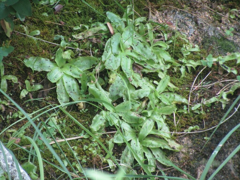 Pinguicula mundi