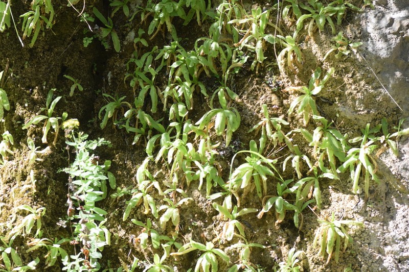 Pinguicula mundi photo 2