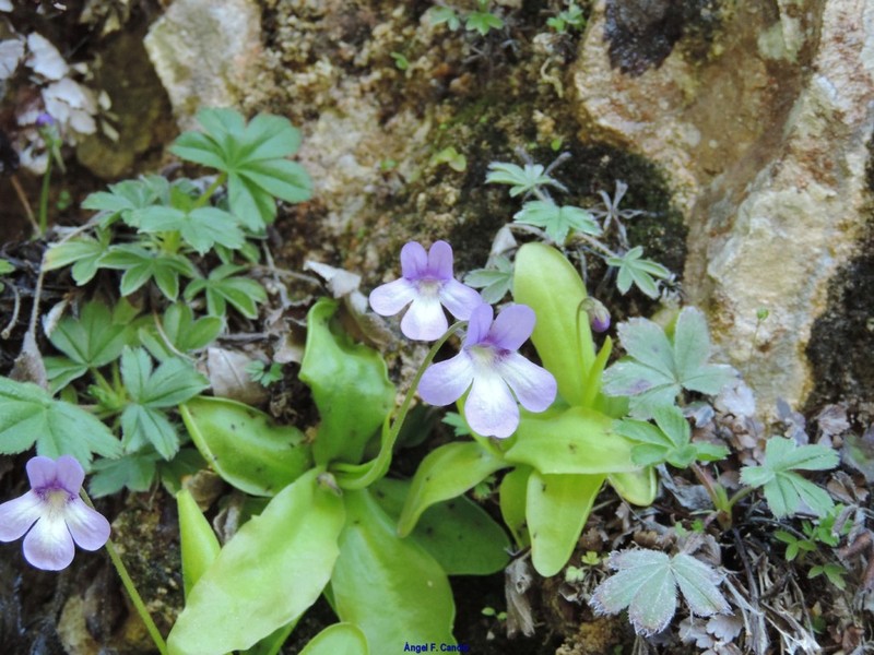 Pinguicula mundi photo 3