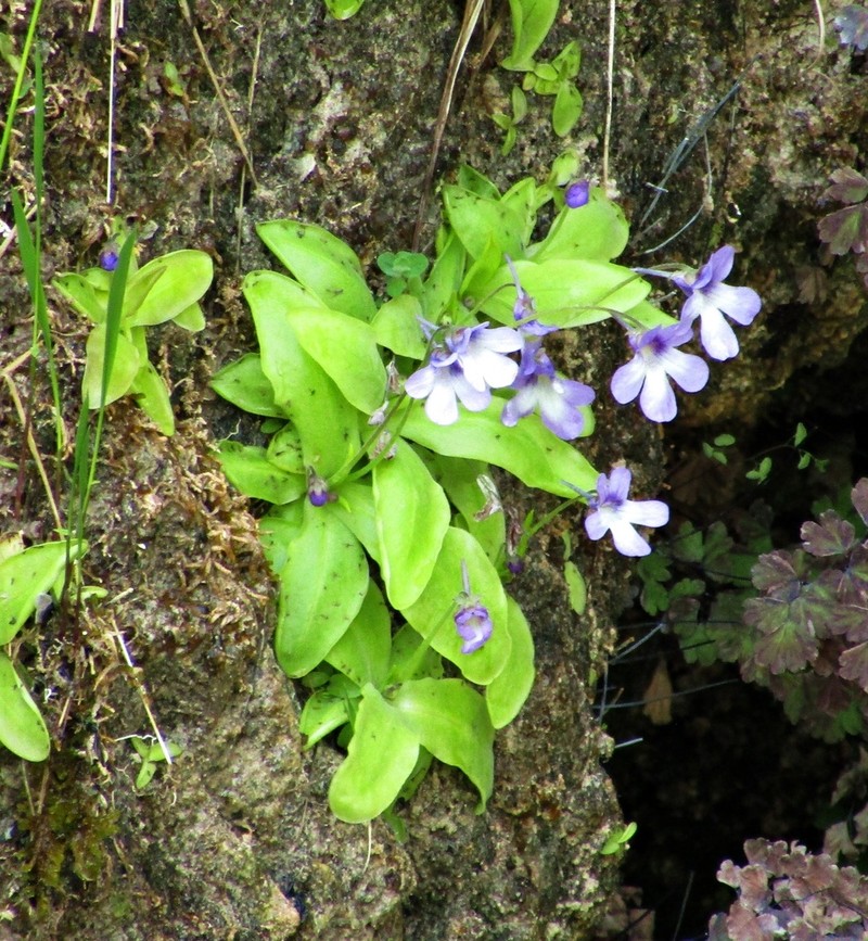 Pinguicula mundi photo 4