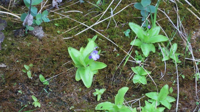 Pinguicula mundi photo 5