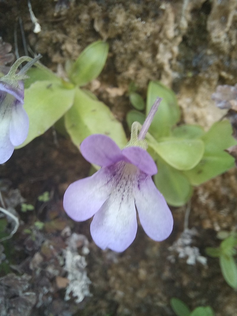 Pinguicula mundi photo 6