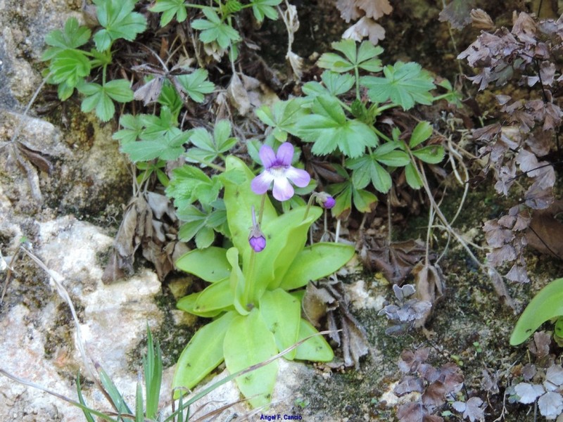 Pinguicula mundi photo 7