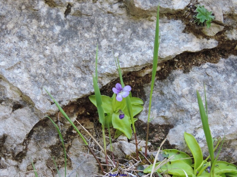 Pinguicula mundi photo 8
