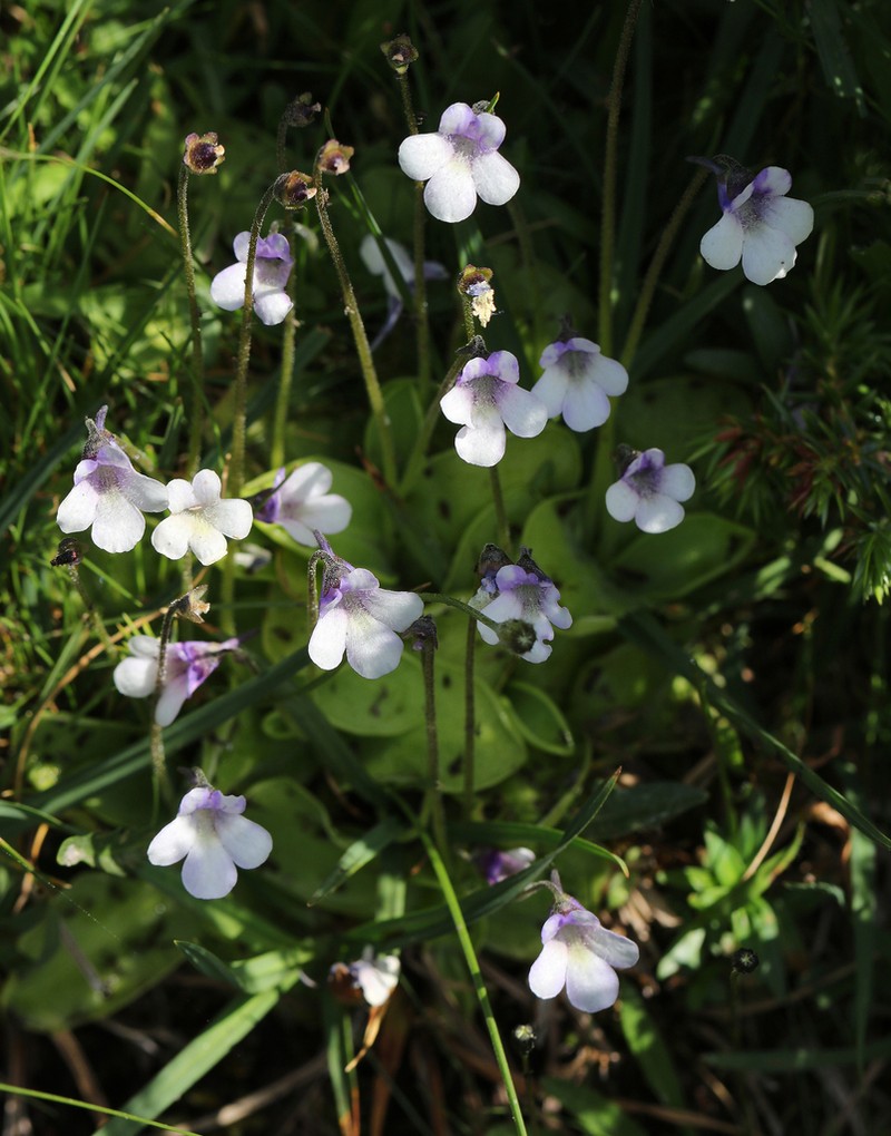 Pinguicula nevadensis