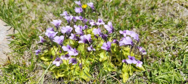 Pinguicula nevadensis photo 2