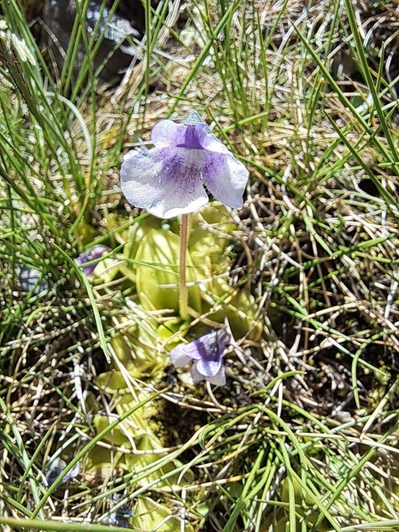 Pinguicula nevadensis photo 3
