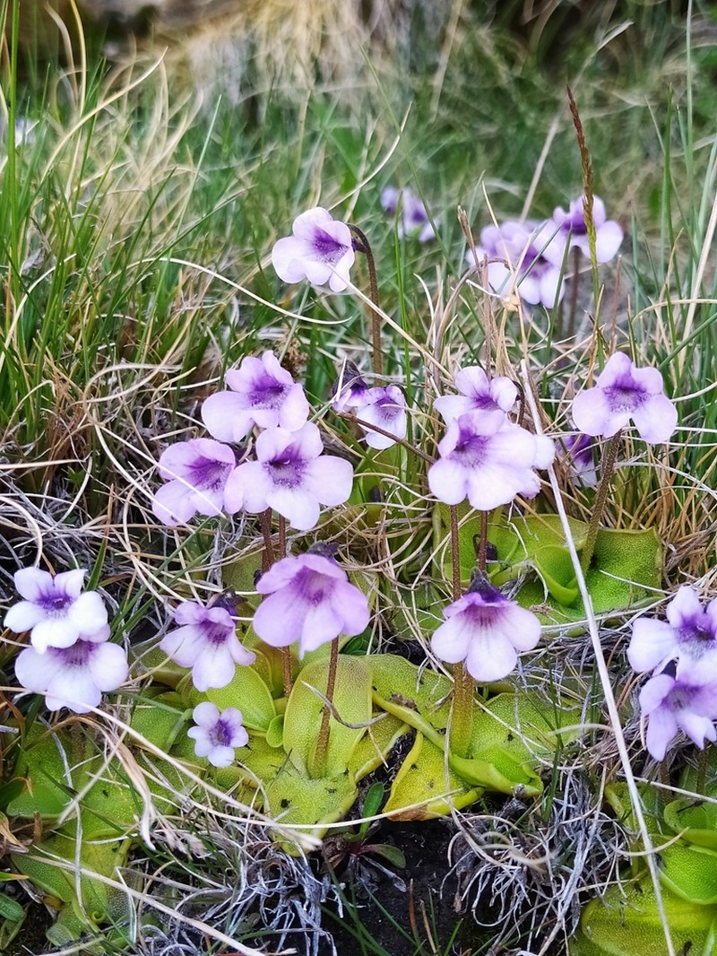 Pinguicula nevadensis photo 4