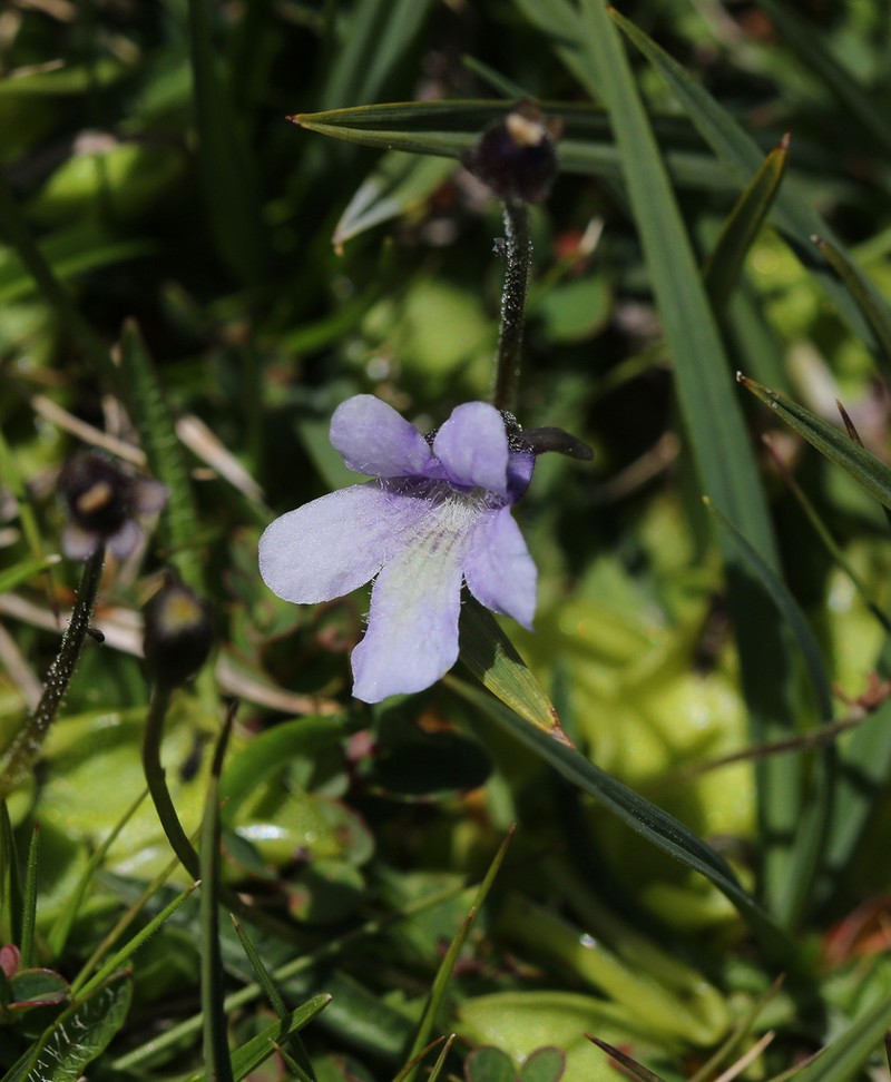 Pinguicula nevadensis photo 5