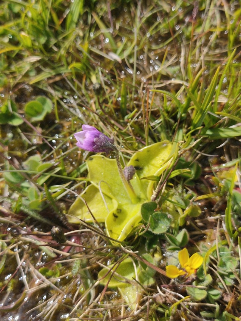 Pinguicula nevadensis photo 6