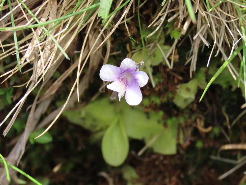 Pinguicula nevadensis photo 7