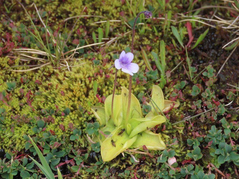 Pinguicula nevadensis photo 8