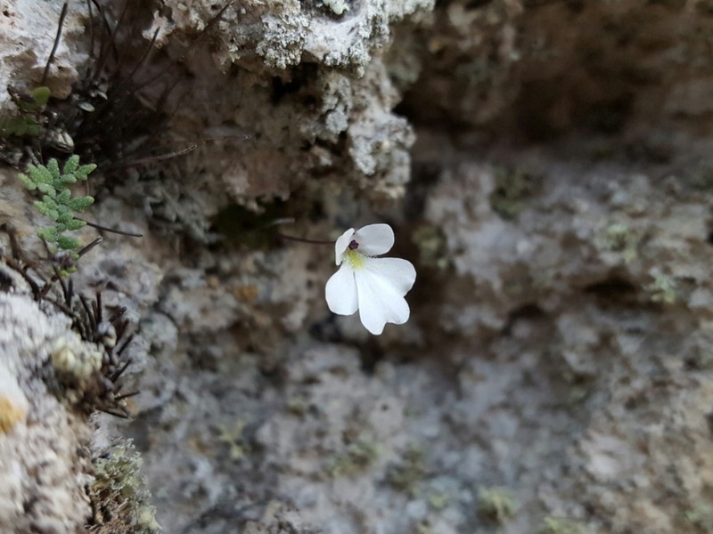 Pinguicula nivalis