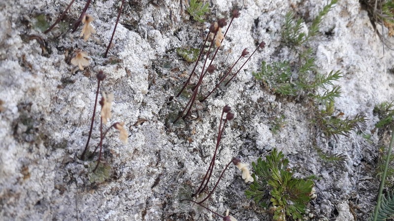 Pinguicula nivalis photo 2