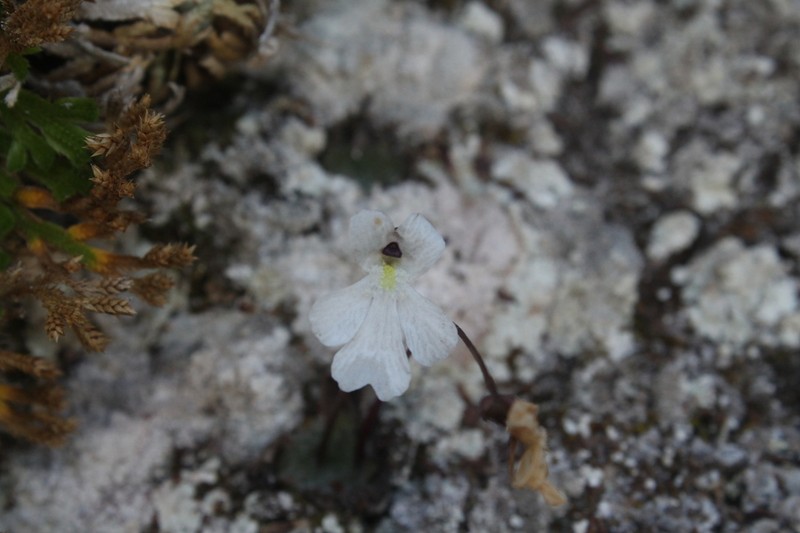 Pinguicula nivalis photo 3