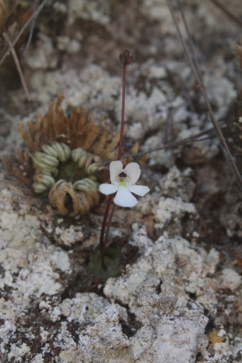 Pinguicula nivalis photo 4