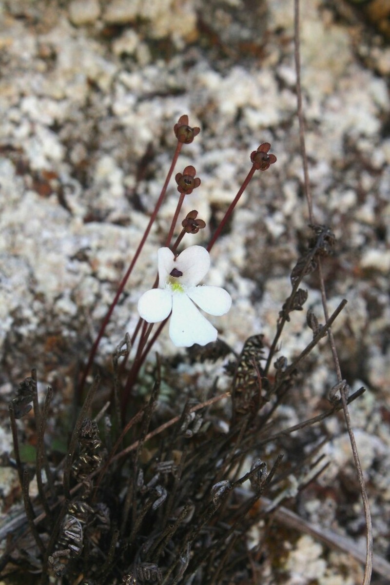 Pinguicula nivalis photo 5
