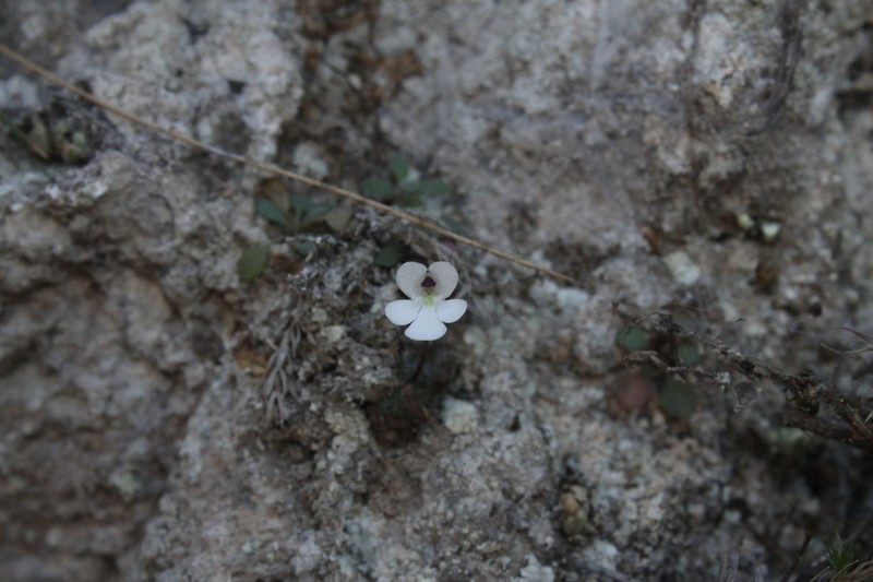 Pinguicula nivalis photo 6