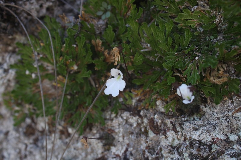 Pinguicula nivalis photo 7