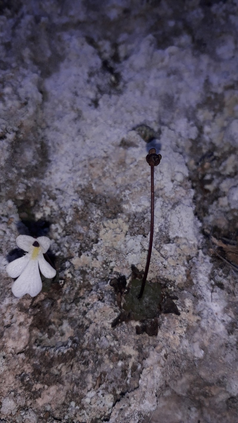 Pinguicula nivalis photo 8