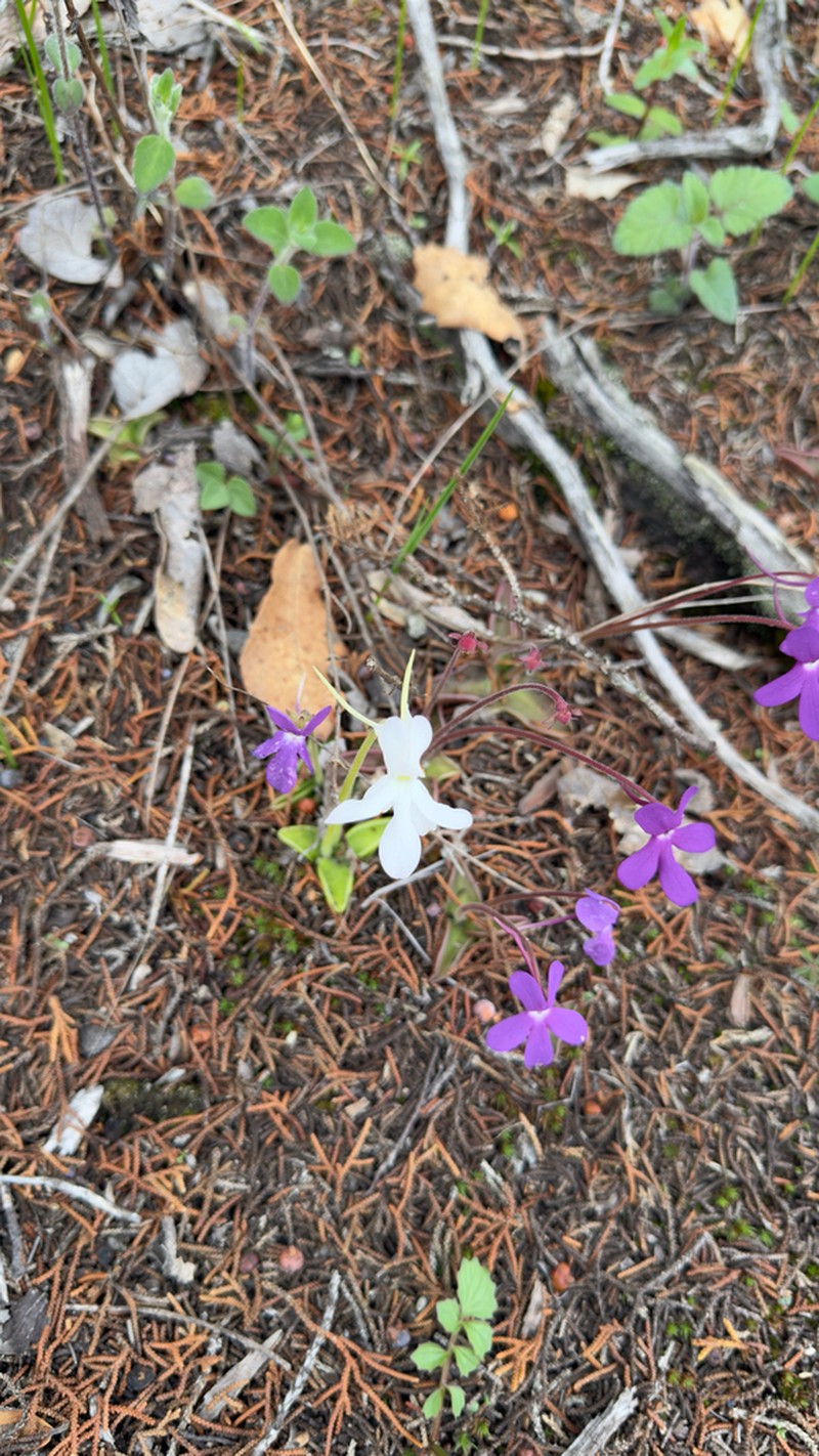 Pinguicula oblongiloba