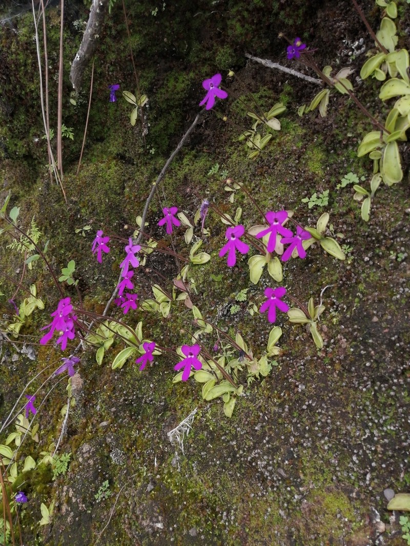 Pinguicula oblongiloba photo 2