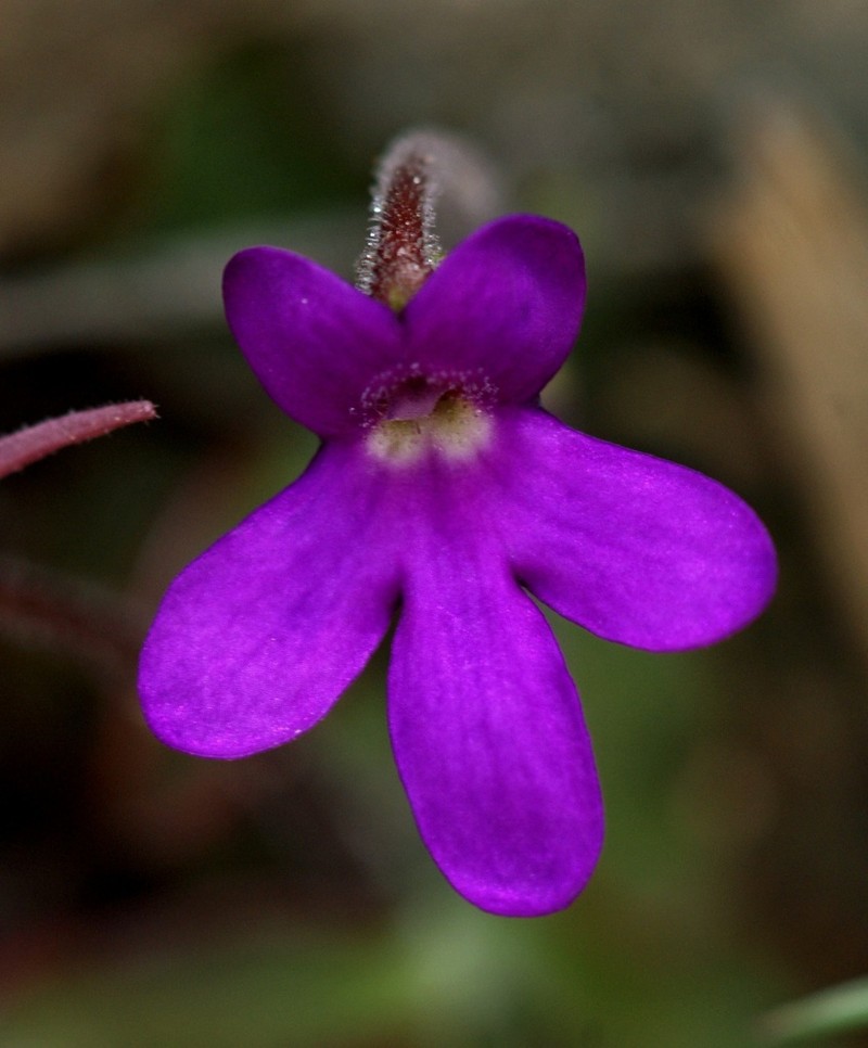 Pinguicula oblongiloba photo 3