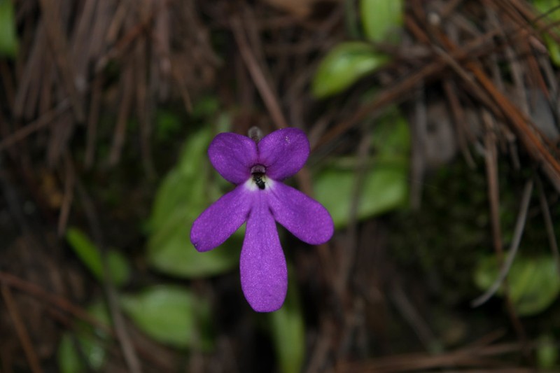 Pinguicula oblongiloba photo 4