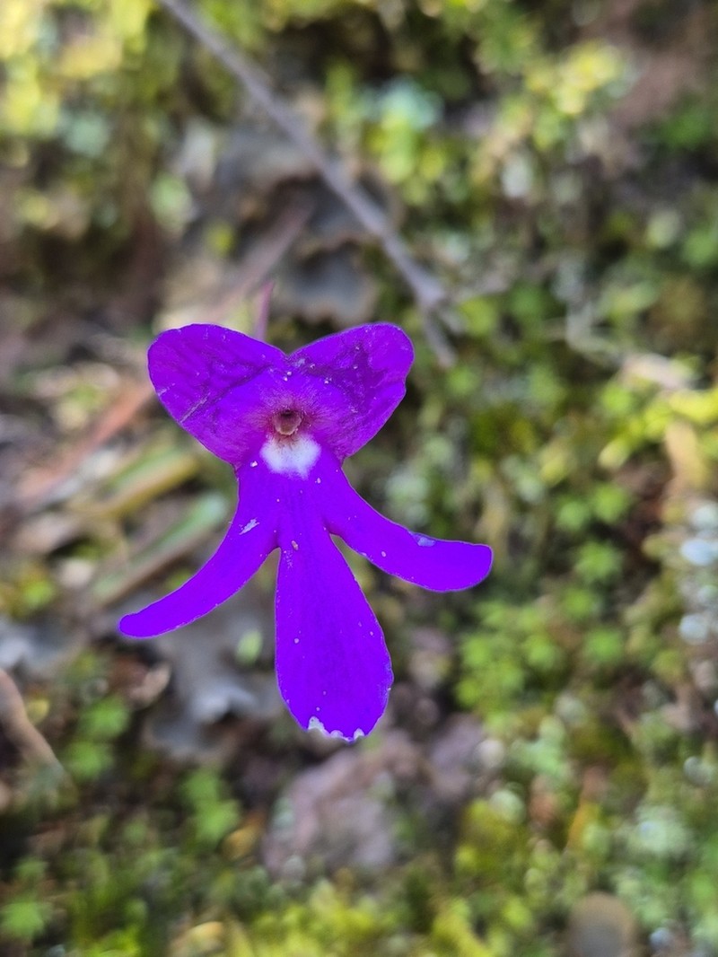 Pinguicula oblongiloba photo 5