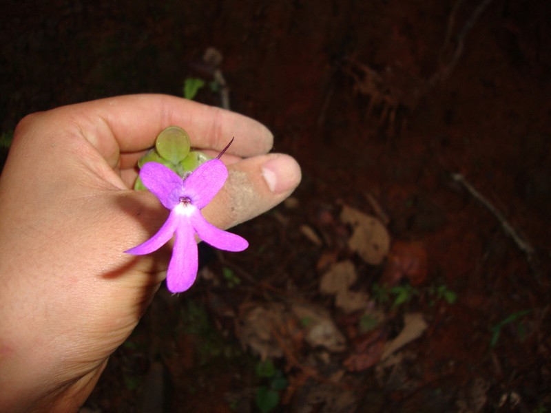 Pinguicula oblongiloba photo 6